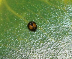 Serangium maculigerum