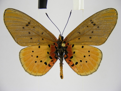 Stephenia asboloplintha