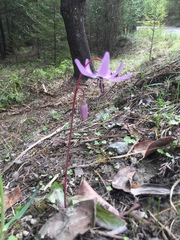 Erythronium hendersonii