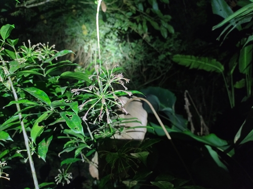 Foto de Pleomele