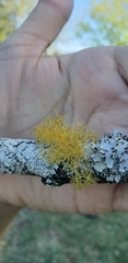 Teloschistes exilis