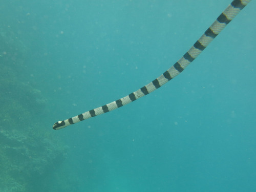 Banded Sea Krait