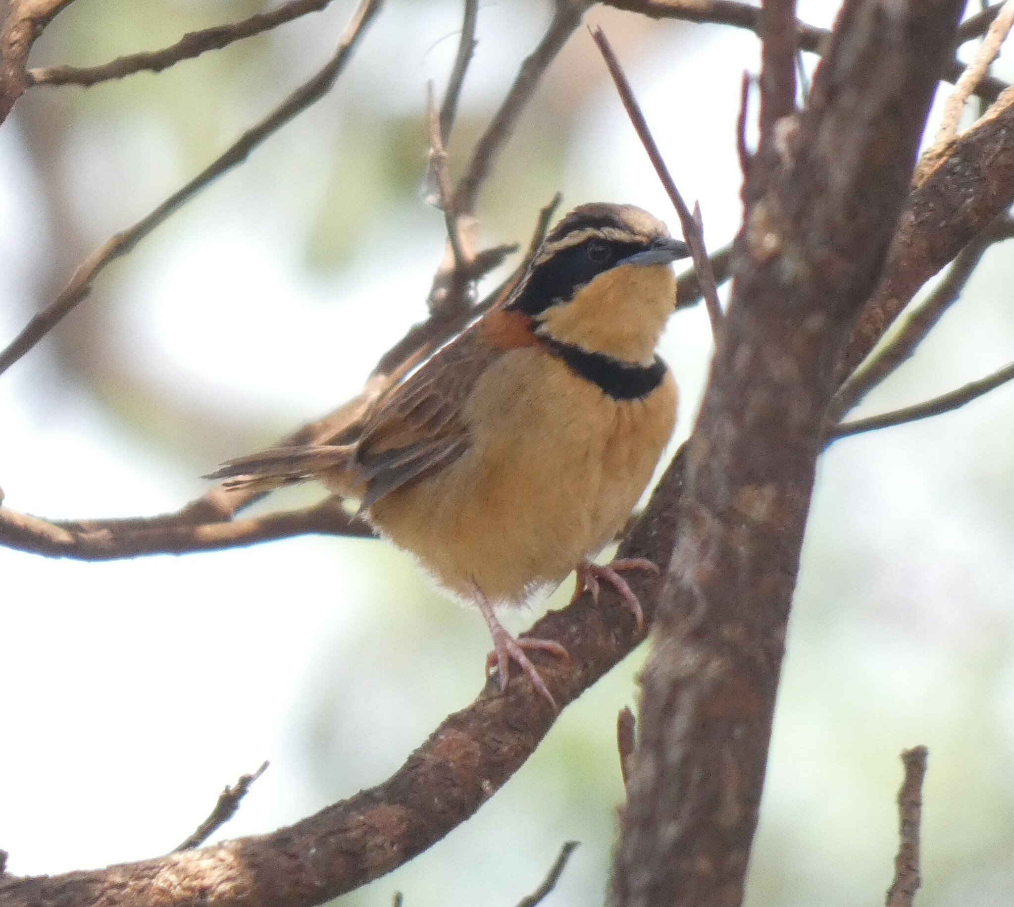 Collared Crescentchest illustration