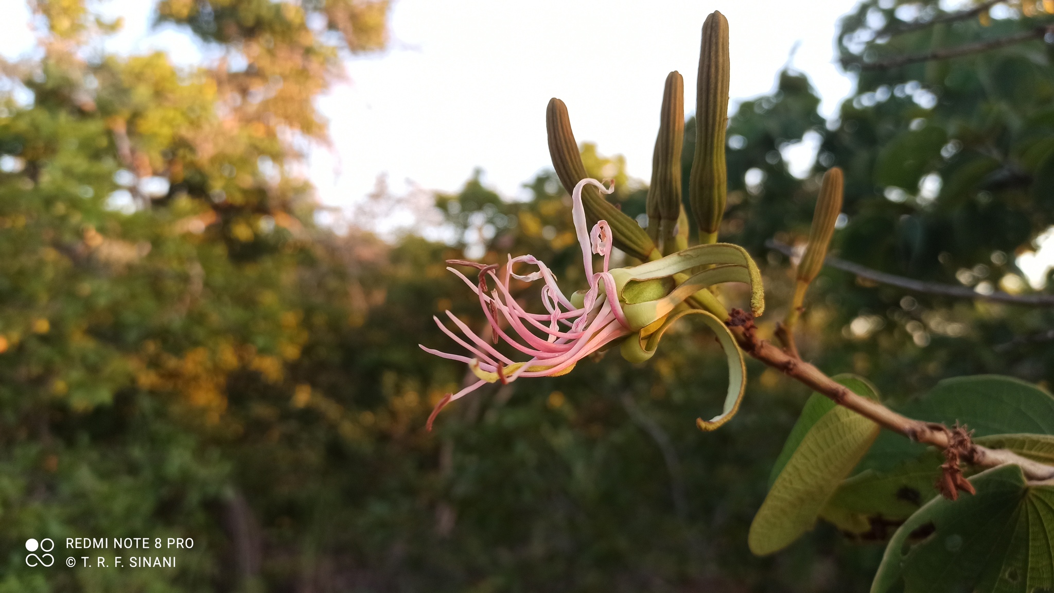 Bauhinia ungulata