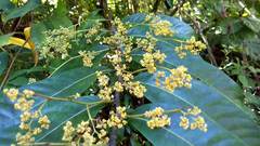 Horsfieldia irya, photograph Dana Lee Ling, CC0, iNaturalist via GBIF
