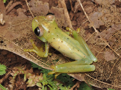 Rosenberg's Gladiator Treefrog photo 4