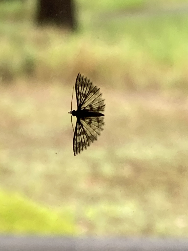 Alucita phricodes from Burraneer Rd, Coomba Park, NSW, AU on February