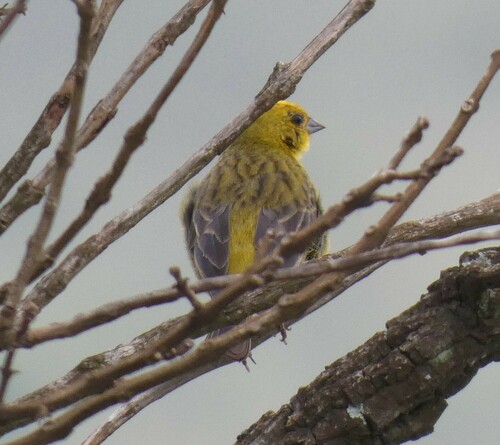 Stripe-tailed Yellow Finch (Sicalis citrina), photo 4
