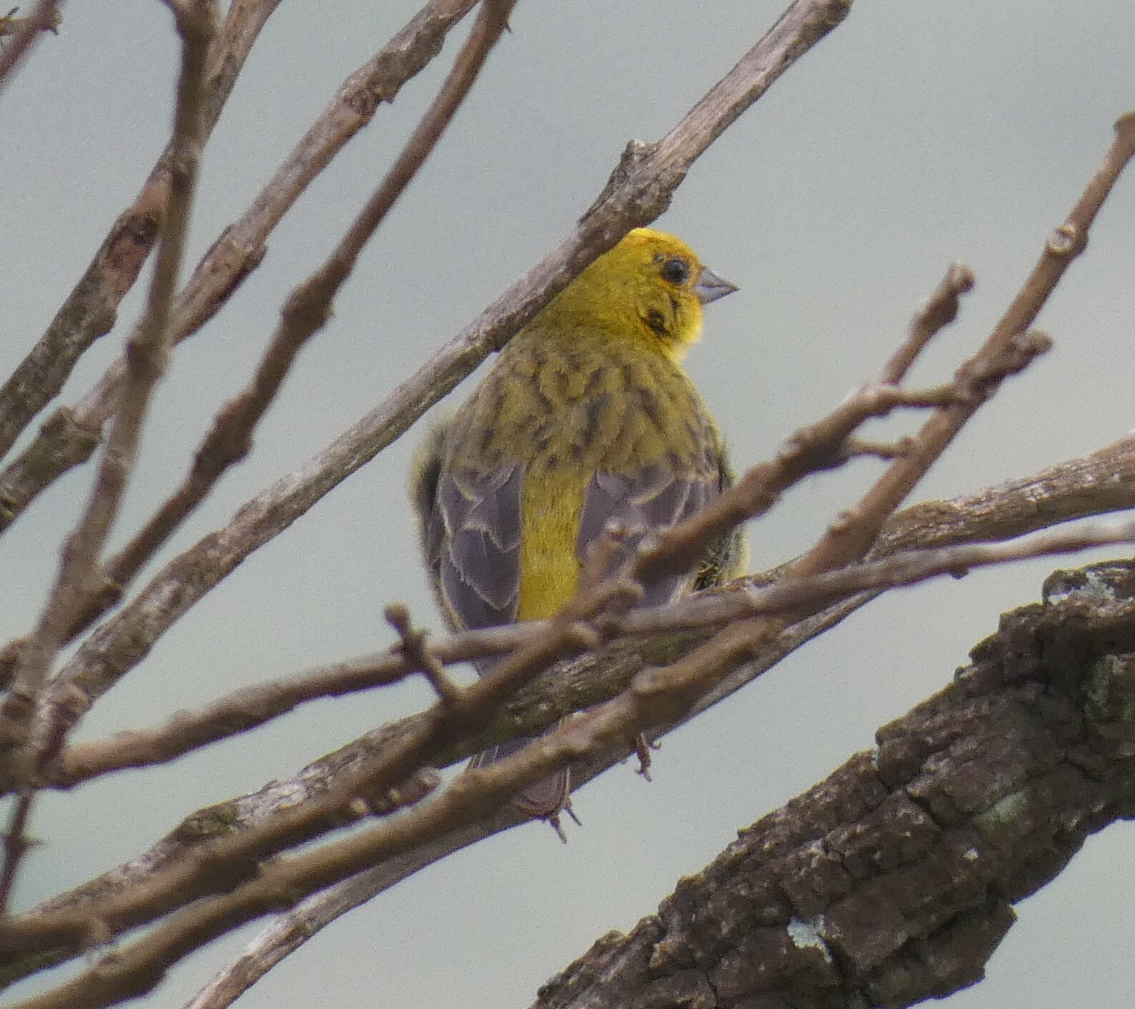 Stripe-tailed Yellow-Finch illustration