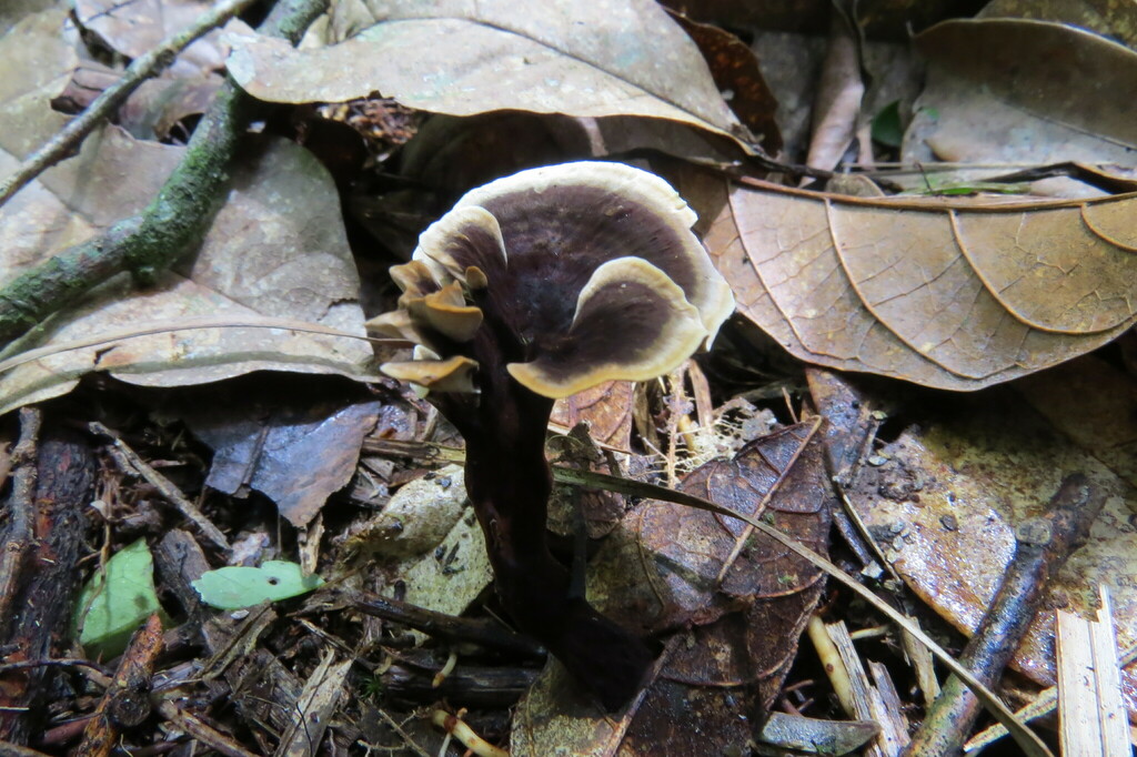 Phylloporia elegans