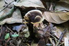 Phylloporia elegans - Photo (c) Jonathan Lorencetti Ehlert, some rights reserved (CC BY-SA), uploaded by Jonathan Lorencetti Ehlert