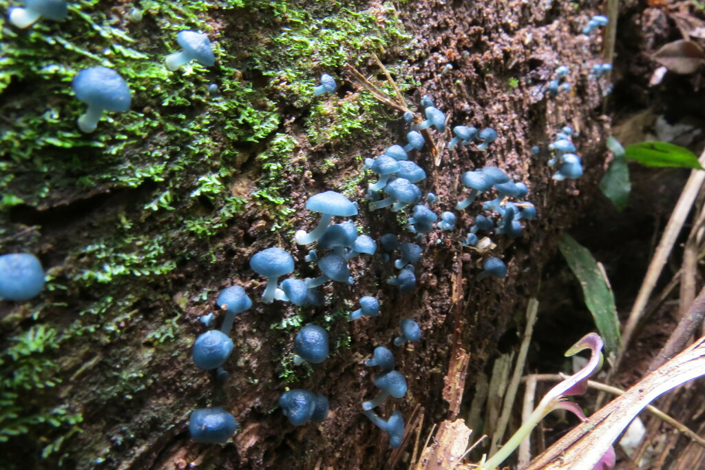 Clitocybula azurea · February 2024 · photo: © jonathan_ehlert (iNaturalist, cc-by-nc)