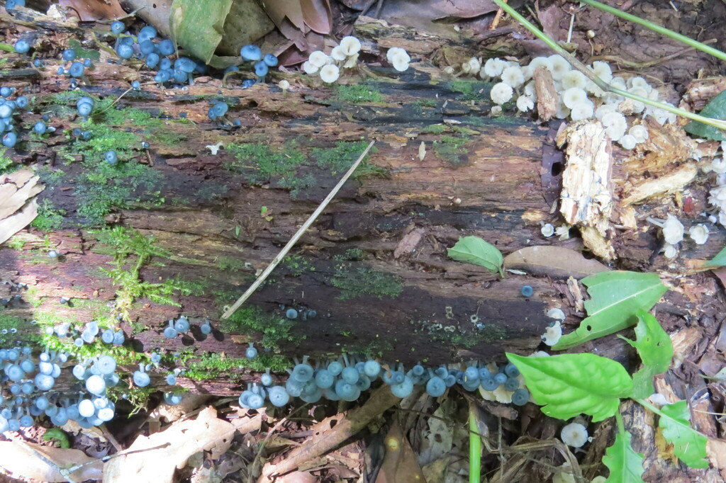 Clitocybula azurea · February 2024 · photo: © jonathan_ehlert (iNaturalist, cc-by-nc)