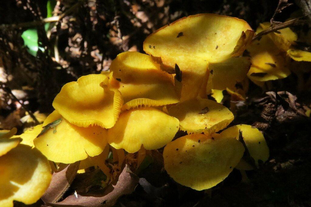 Marasmius rhyssophyllus · February 2024 · photo: © jonathan_ehlert (iNaturalist, cc-by-nc)