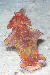 Ceratosoma