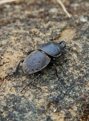 Apterodorcus bacchus