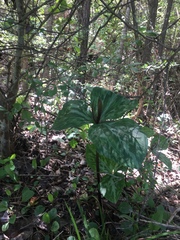 Trillium ludovicianum
