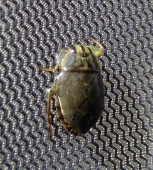 Ambrysus