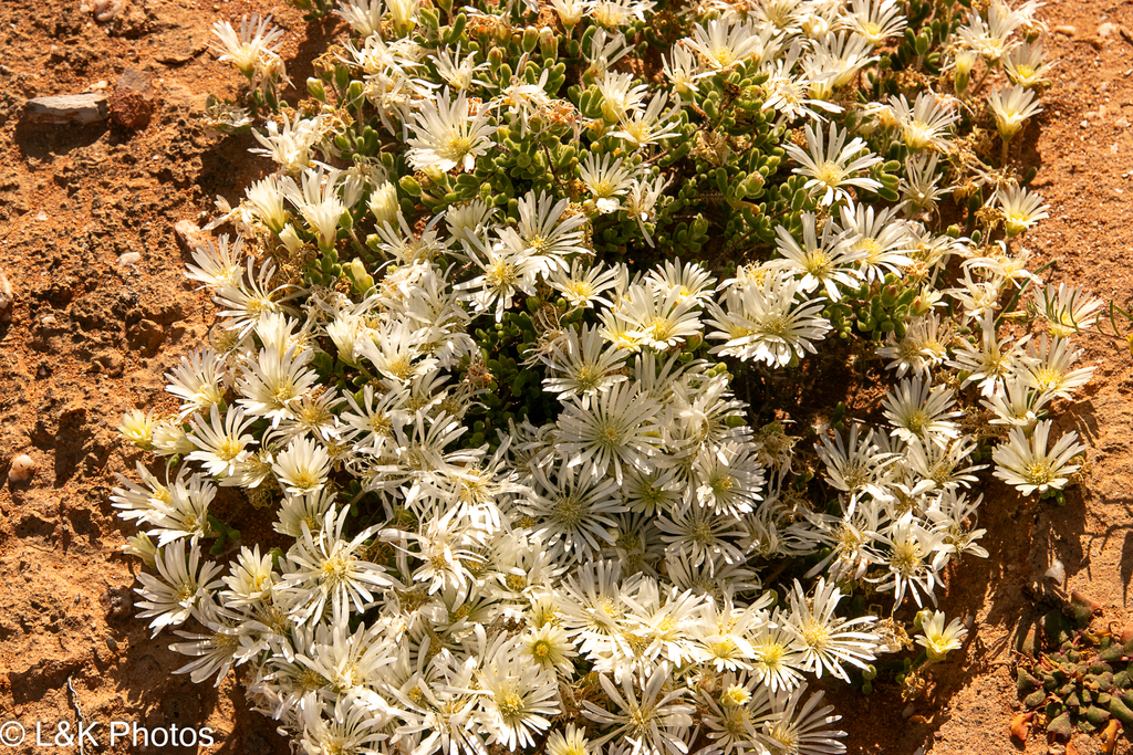 Drosanthemum schoenlandianum