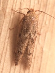 Blastobasis taurusella