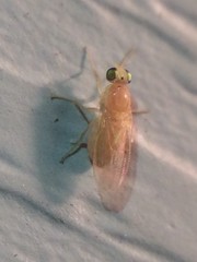 Chyromyidae