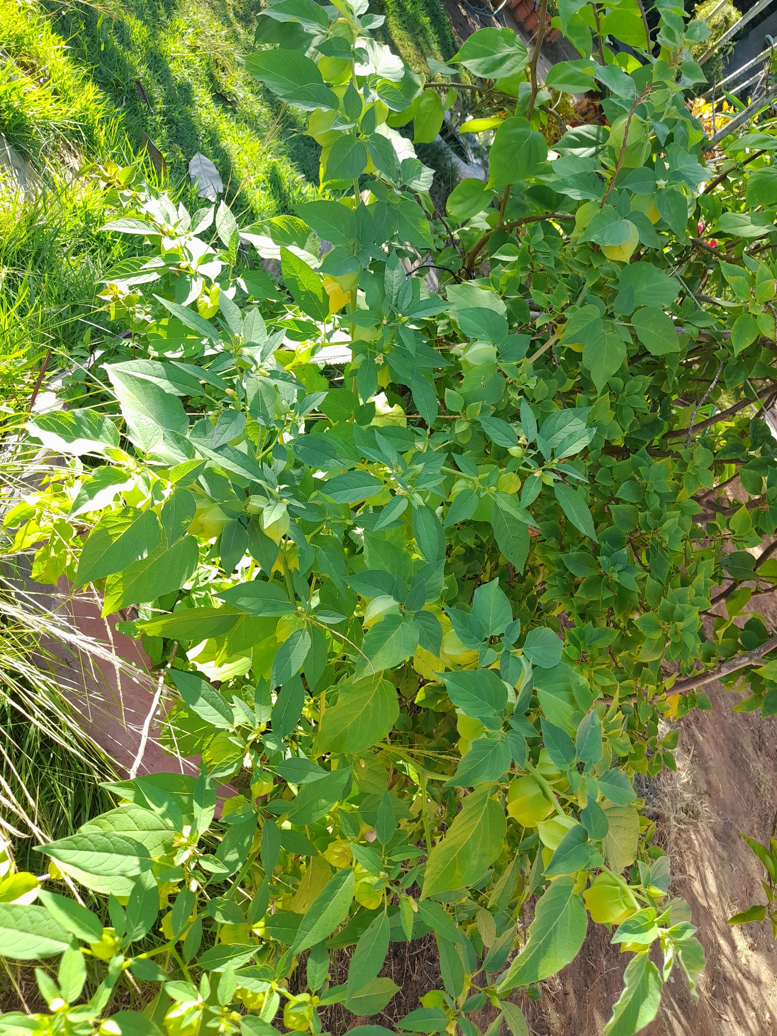 Physalis angulata