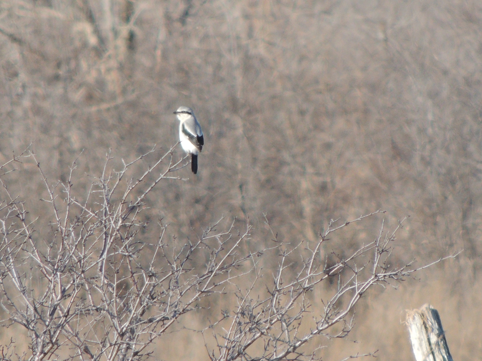 Northern Shrike