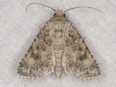 Aseptis catalina