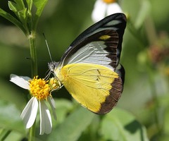 Appias lyncida eleonora