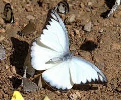 Appias lyncida eleonora
