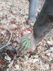 Pilosocereus