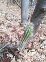 Pilosocereus