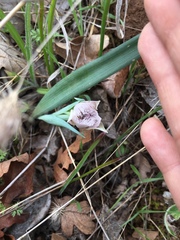 Calochortus tolmiei