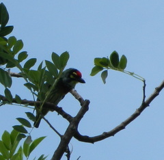 Psilopogon haemacephalus