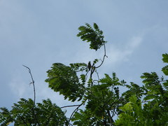 Psilopogon haemacephalus