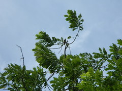 Psilopogon haemacephalus