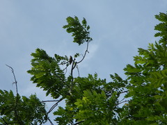 Psilopogon haemacephalus