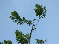 Psilopogon haemacephalus