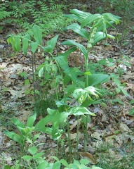Polygonatum