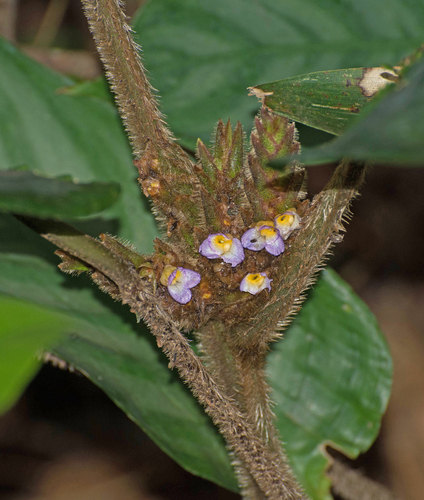 Ctenanthe oppenheimiana