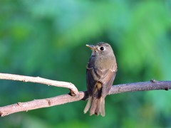 Muscicapa muttui