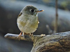 Muscicapa muttui