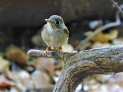 Muscicapa muttui