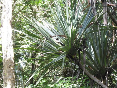 Foto de Pinheiro-de-madagascar