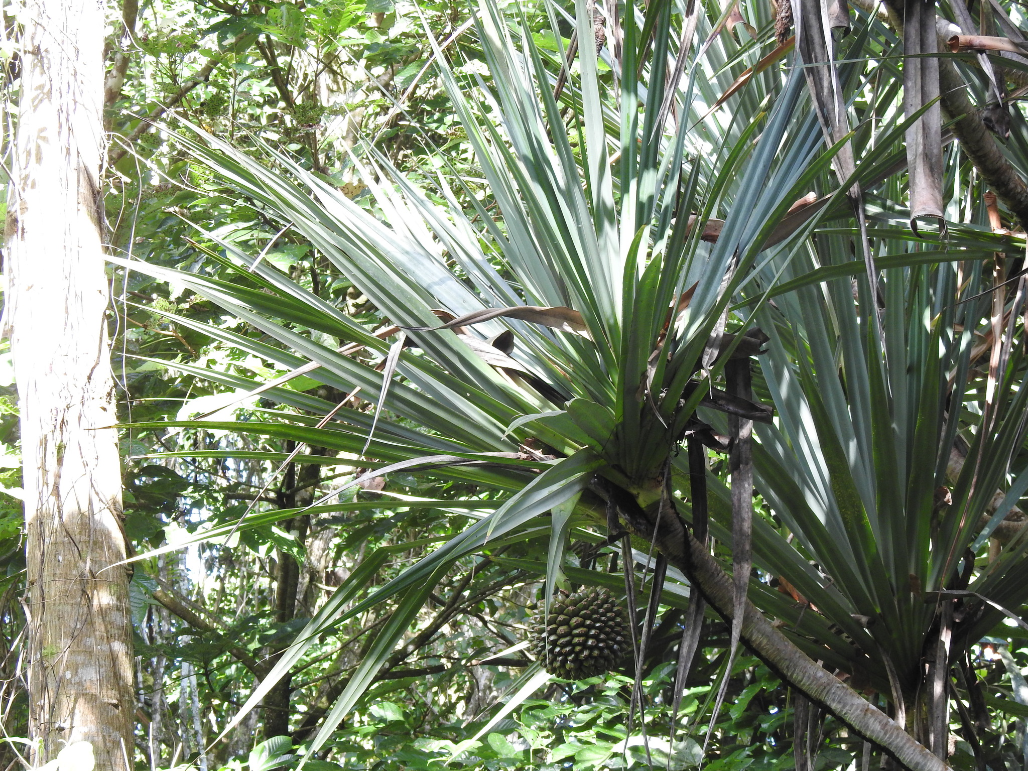Imagem de Pinheiro-de-madagascar