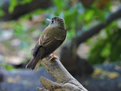 Muscicapa muttui