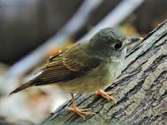 Muscicapa muttui