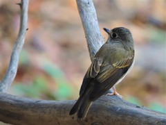 Muscicapa muttui