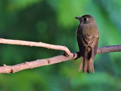 Muscicapa muttui