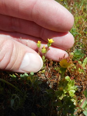 Cicendia quadrangularis